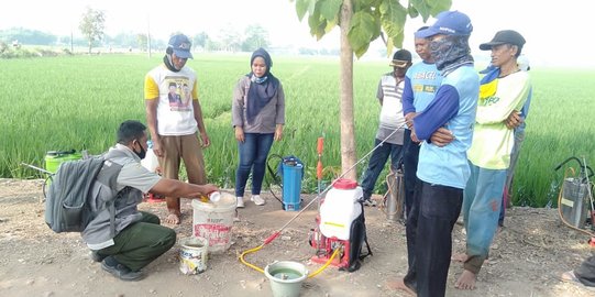 Kementan Amankan Produksi Padi dari Serangan Penggerek di Subang