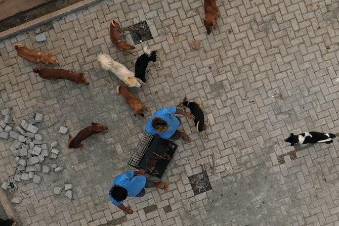 penampungan anjing di jakarta