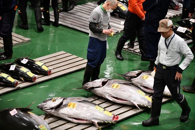 lelang ikan tuna di tokyo
