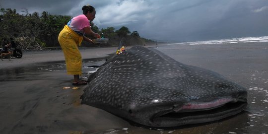 Hiu Tutul yang Terdampar di Perairan Pekutatan Bali Mati