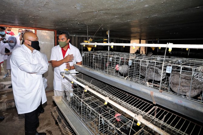 menteri koperasi dan ukm teten masduki di rumah produksi ayam kampung olahan di bogor