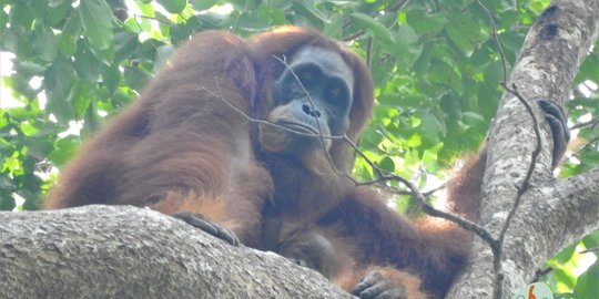 Bayi Orangutan 'Edelweiss' Lahir di Pusat Reintroduksi Jantho, Aceh