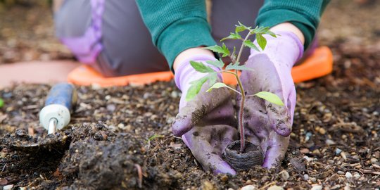 7 Manfaat Berkebun bagi Kesehatan, Tingkatkan Imun hingga Kurangi Risiko Jantung