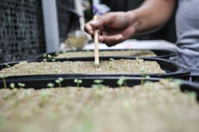 melawan pandemi dengan berkebun sayur hidroponik