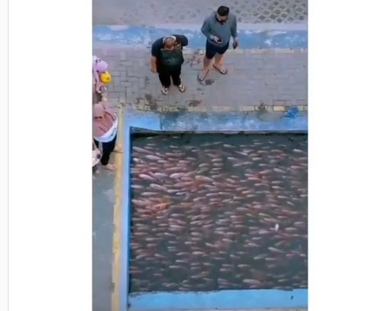 selokan kumuh di jogja kini indah amp dipenuhi ikan