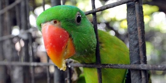 Burung Beo di Inggris Dipindahkan karena Doyan Mengumpat dan Tertawakan Pengunjung