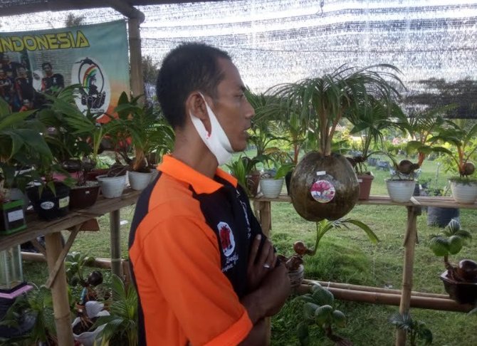 bonsai kelapa banyuwangi