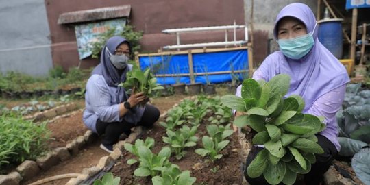 Inspiratif, Ibu-Ibu di Tangerang Penuhi Kebutuhan Sayur Warga dari Lahan Kumuh