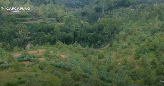 kebun durian nglanggeran