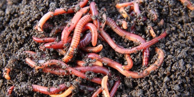 11 Health and Environmental Benefits of Earthworms, Shouldn't be Underestimated