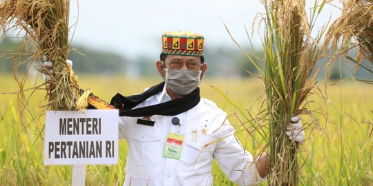 Kementan Dorong Daerah Lakukan Percepatan Tanam Padi Merdeka Com