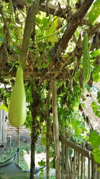 warga desa pandanarum blitar jawa timur menanam sayuran di pekarangan rumah