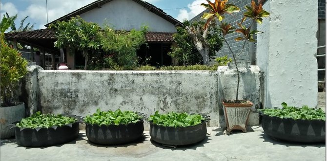 warga desa pandanarum blitar jawa timur menanam sayuran di pekarangan rumah
