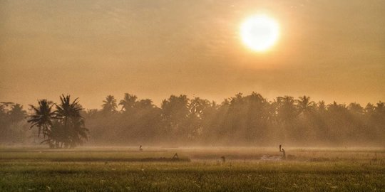 Kementan: Penyaluran Pupuk Subsidi Capai 72 Persen Hingga 27 September 2020