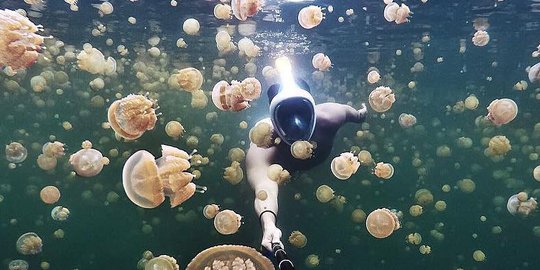 9 Danau Ubur-ubur Cantik Milik Indonesia, Tak Kalah dari Jellyfish Lake Palau