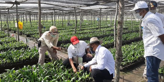 Bantu Petani di Riau, PTPN V Sediakan Jutaan Bibit Sawit Unggul