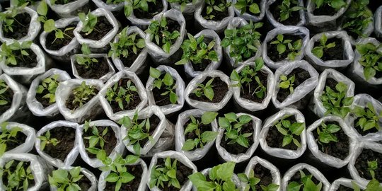 cabai 2 lakukan penyemaian untuk seleksi benih terbaik
