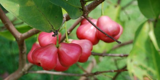 7 Manfaat Jambu Air untuk Kesehatan, Bisa Cegah Penyakit Kanker