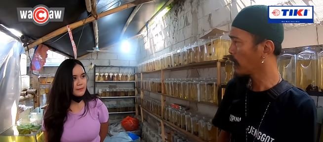 Ibu Dewi, Guru Cantik yang Sukses jadi Peternak Ikan Cupang di Bekasi
