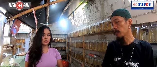 guru cantik yang sukses jadi peternak ikan cupang di bekasi