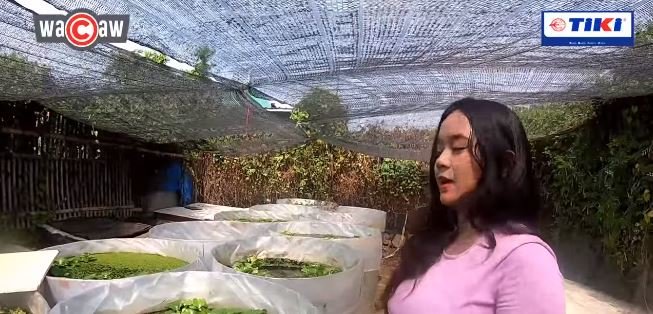 guru cantik yang sukses jadi peternak ikan cupang di bekasi