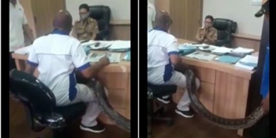Video Pria Bawa Ular Piton Ngamuk Marahi Pejabat di Bandung Barat