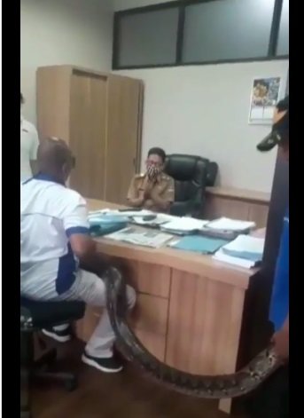 pria bawa ular piton ngamuk marahi pejabat di bandung barat