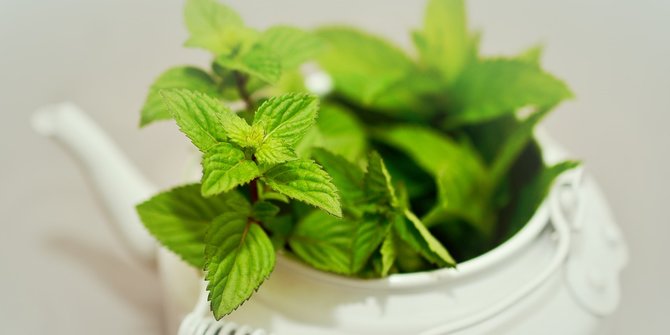 5 Benefits of Mint Leaves for Diet, Help Smooth Metabolism and Low in Calories