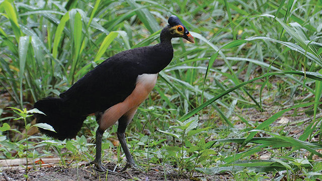 nasib burung maleo di tengah pandemi dijaga ketat petugas