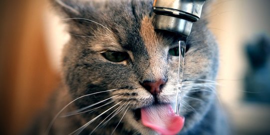 8 Jenis Makanan yang Tak Boleh Dikonsumsi Kucing, Salah Satunya Produk Susu