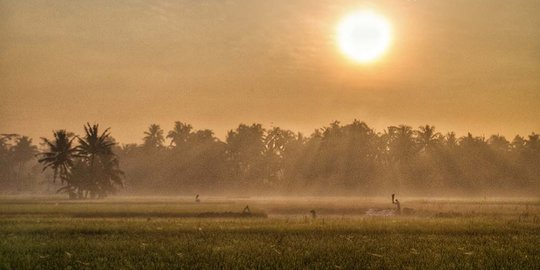 Menkop Teten: Sektor Pertanian Tetap Tumbuh di Masa Pandemi