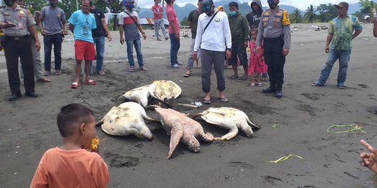 Dianggap Merusak Rumput Laut, Sejumlah Penyu di Mamuju Dibunuh Petani