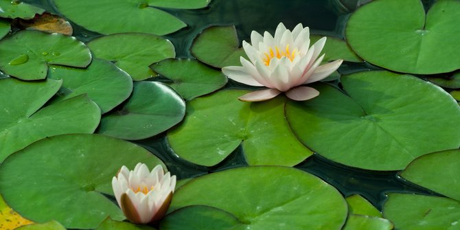 8 benefits of snow lotus for the body, can maintain uterine health