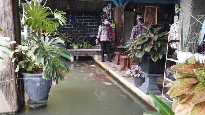 bupati banyuwanngi anas kunjungi pengusaha ikan hias koi