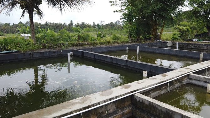 bupati banyuwanngi anas kunjungi pengusaha ikan hias koi