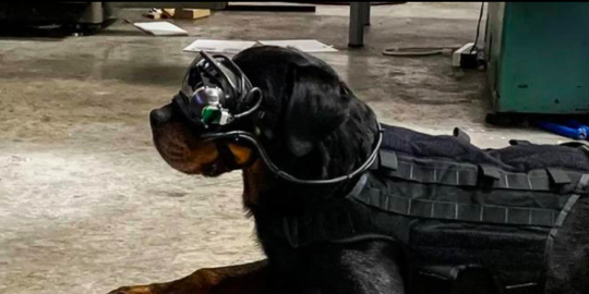 Anjing Militer AS Bakal Pakai Kacamata AR