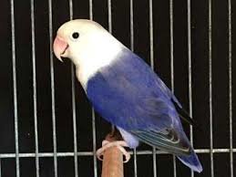 lovebird biru kepala hitam