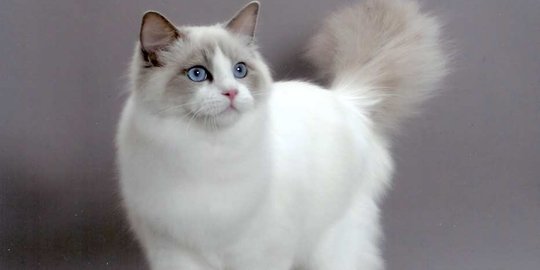 Mengenal Jenis Jenis Kucing Dan Harganya Cocok Untuk Dipelihara Merdeka Com