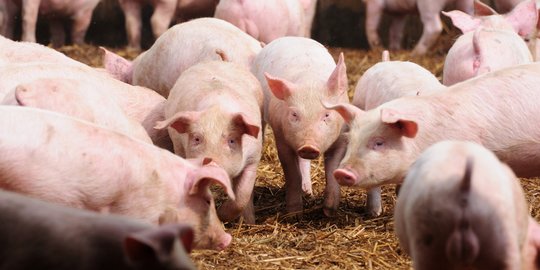 Korea Selatan Musnahkan 1.500 Babi karena Muncul Kasus Baru Virus Demam Babi Afrika