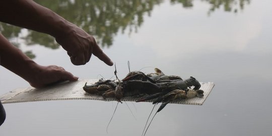 Ribuan Ikan dan Lobster di Situ Pemda Cibinong Mati Massal, Diduga Diracun Orang