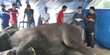 Gajah Betina di Taman Rimba Jambi Mati