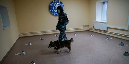 Melihat Latihan Anjing Pelacak Pendeteksi Corona di Rusia