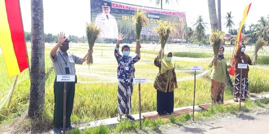 Panen Padi Masa Tanam Ketiga di Gunungkidul Lebih Optimal