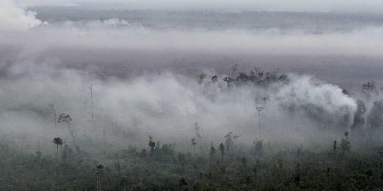 Pihak Asing Soroti Omnibus Law, Khawatirkan Kerusakan Hutan Indonesia Bertambah Parah