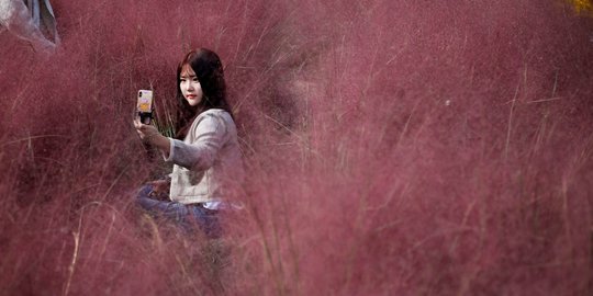 Berswafoto di Padang Rumput Merah Jambu Korea Selatan