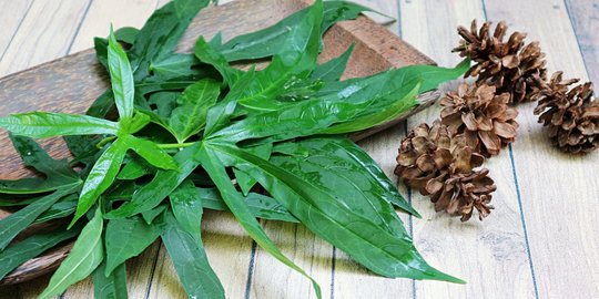 Mengenal Daun Gedi, Sayur Bahan Bubur Manado dan Puluhan Manfaatnya