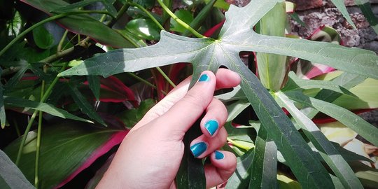 Mengenal Daun Gedi Sayur Bahan Bubur Manado Dan Puluhan Manfaatnya Merdeka Com