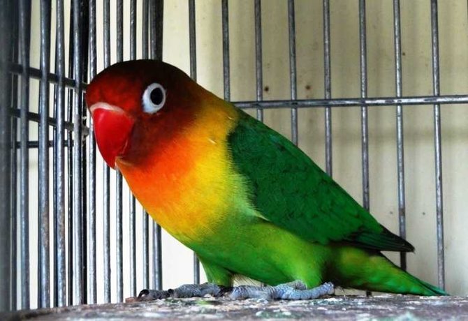 jenis lovebird