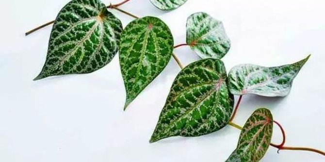 10 Benefits of Red Betel Leaf for Beauty & Health, Can Eliminate Body Odor