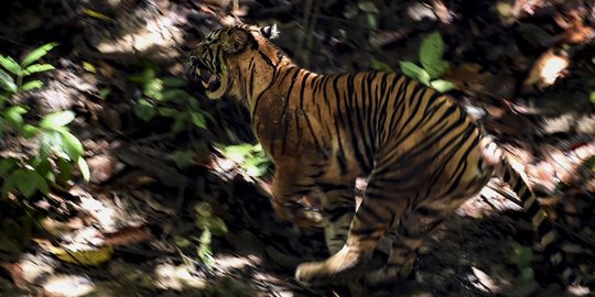 Harimau Muncul, Camera Trap Dipasang di Hutan Gunung Sibayak